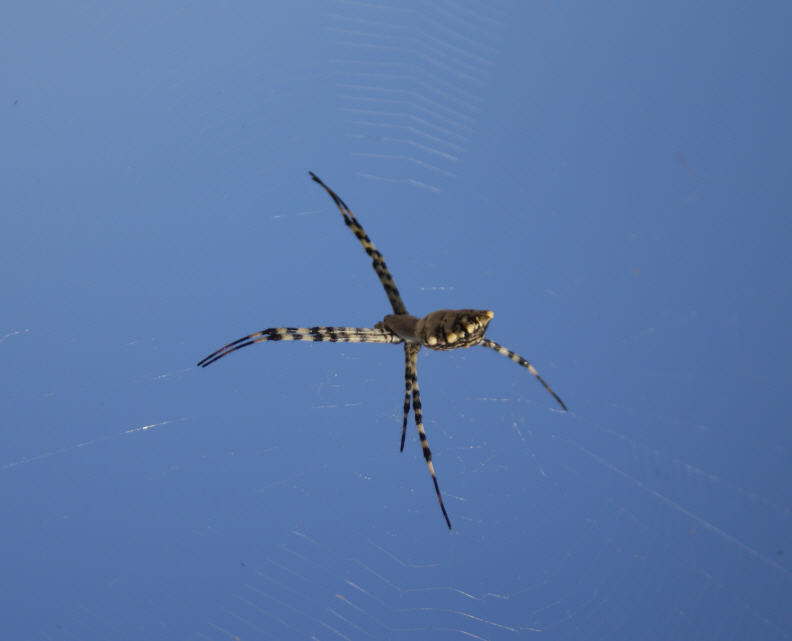 Argiope lobata